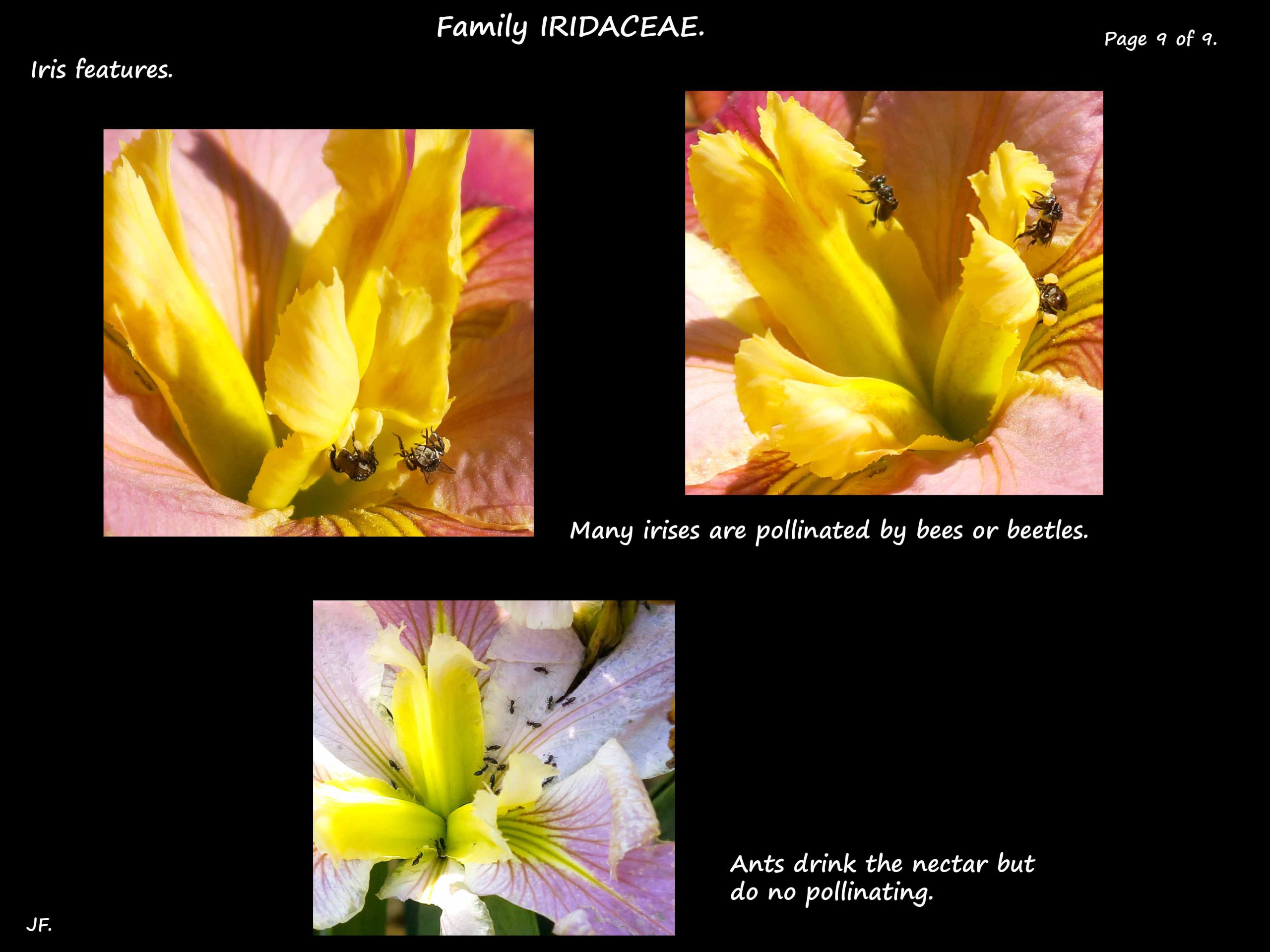 9 Iris nectar & pollination